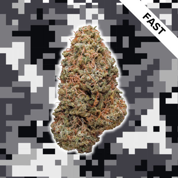 High Quality Feminized Hybrid Fast flowering Afghan Skunk Fast Version Cannabis Seeds Close Up