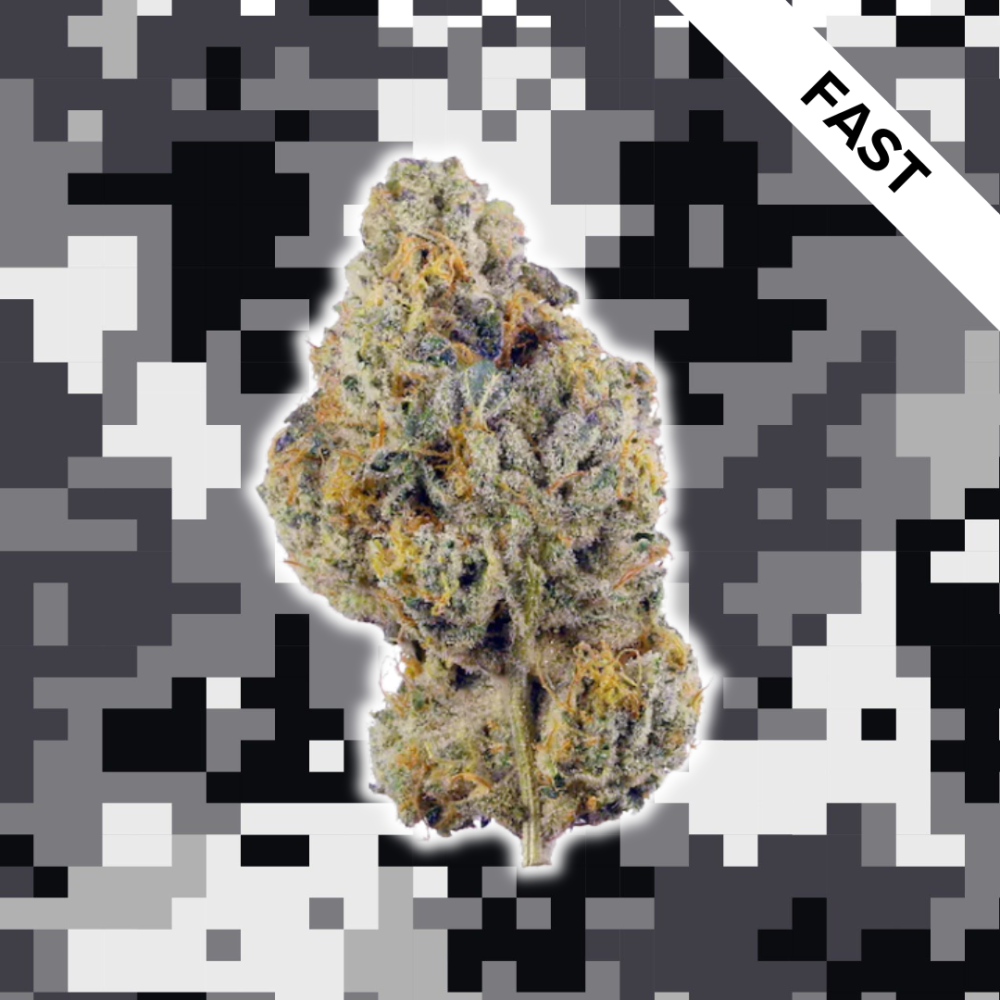 High Quality Feminized Hybrid Fast flowering Black Cherry OG Fast Version Cannabis Seeds Close Up