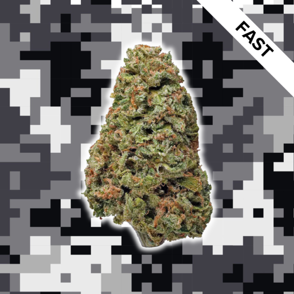 High Quality Feminized Hybrid Fast flowering Blue Diesel Fast Version Cannabis Seeds Close Up