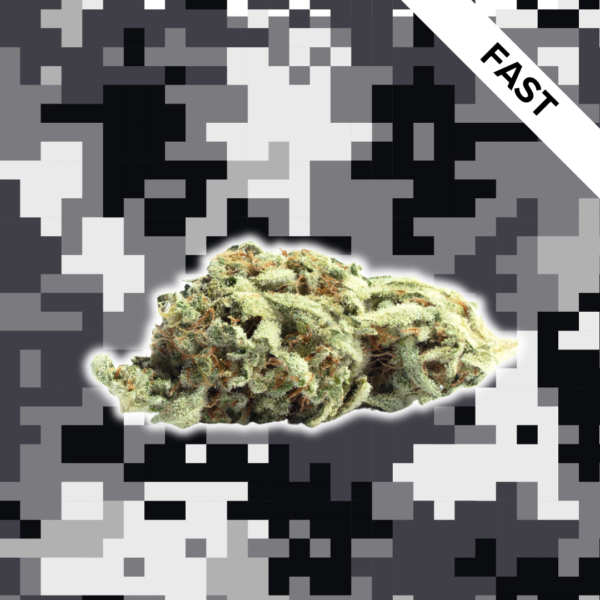 High Quality Feminized Hybrid Fast flowering Lavender Fast Version Cannabis Seeds Close Up
