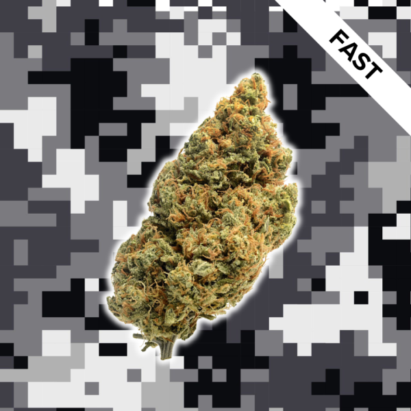 High Quality Feminized Hybrid Fast flowering Mango Kush Fast Version Cannabis Seeds Close Up