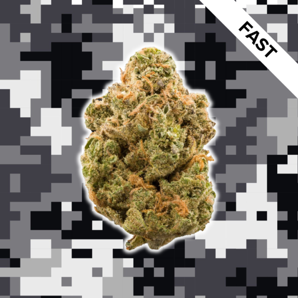 High Quality Feminized Hybrid Fast flowering Pineapple Kush Fast Version Cannabis Seeds Close Up