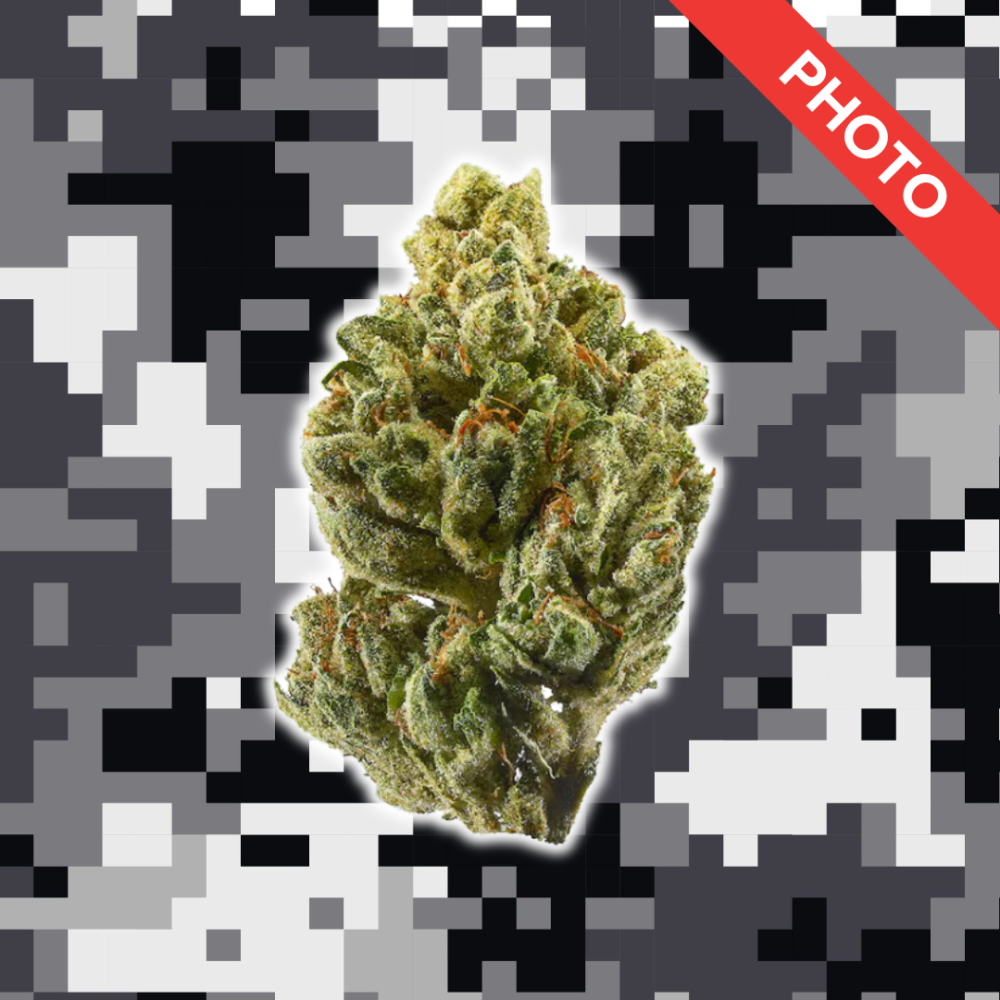 High Quality Feminized Hybrid OG Kush Cannabis Seeds Close Up