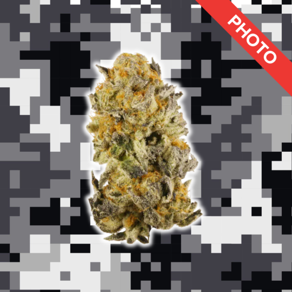 High Quality Feminized Hybrid Photoperiod Platinum Girl Scout Cookies Cannabis Seeds Close Up