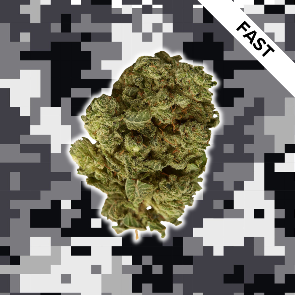 High Quality Feminized Indica Fast flowering Big Bud Fast Version Cannabis Seeds Close Up