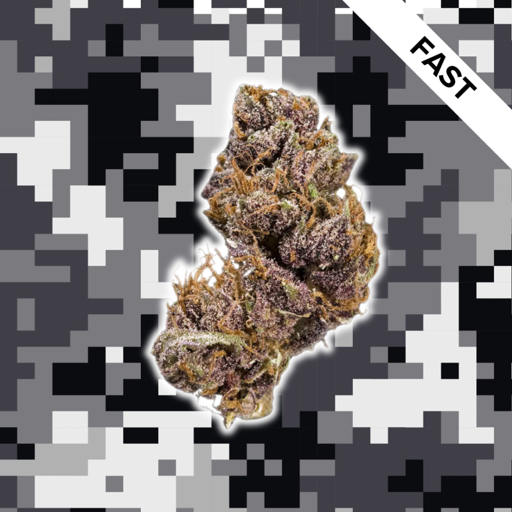 High Quality Feminized Indica Fast flowering Black Domina Fast Version Cannabis Seeds Close Up