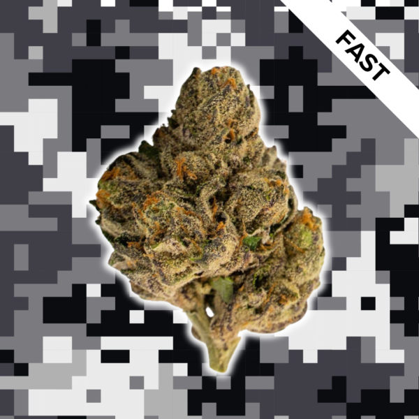 High Quality Feminized Indica Fast flowering Blackberry Kush Fast Version Cannabis Seeds Close Up