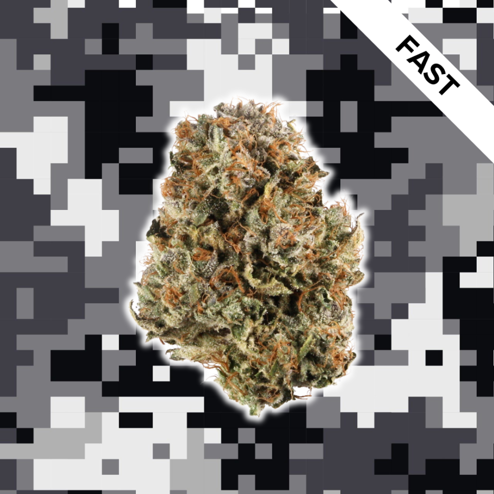 High Quality Feminized Indica Fast flowering Blue Cheese Fast Version Cannabis Seeds Close Up