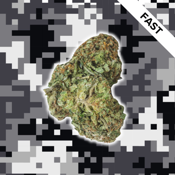 High Quality Feminized Indica Fast flowering Cataract Kush Fast Version Cannabis Seeds Close Up