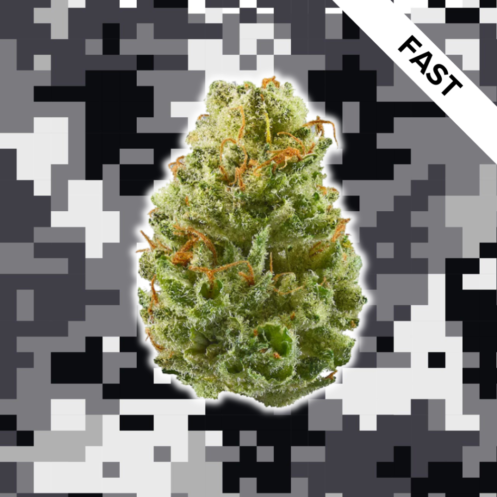 High Quality Feminized Indica Fast flowering Chocolate Chunk Fast Version Cannabis Seeds Close Up