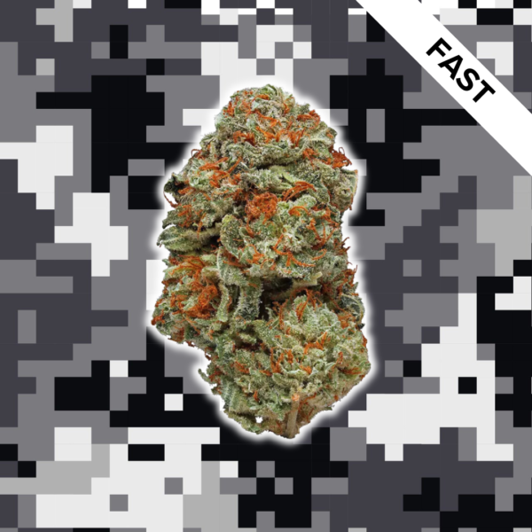 High Quality Feminized Indica Fast flowering LA Confidential Fast Version Cannabis Seeds Close Up