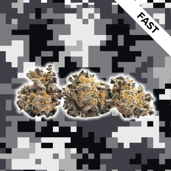 High Quality Feminized Indica Fast flowering Master Kush Fast Version Cannabis Seeds Close Up
