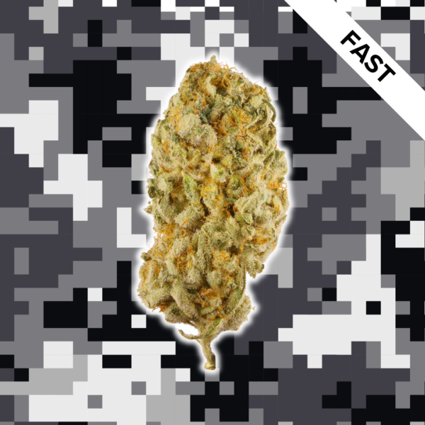 High Quality Feminized Indica Fast flowering Northern Lights x Big Bud Fast Version Cannabis Seeds Close Up