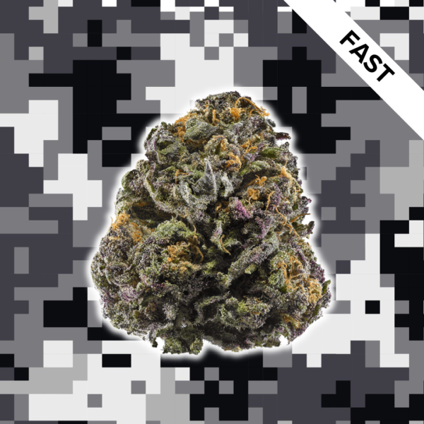 High Quality Feminized Indica Fast flowering Purple Mr. Nice Fast Version Cannabis Seeds Close Up
