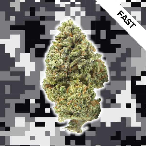 High Quality Feminized Indica Fast flowering Sensi Star Fast Version Cannabis Seeds Close Up
