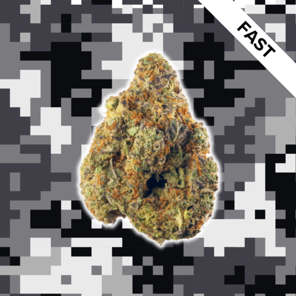 High Quality Feminized Indica Fast flowering Sugar Black Rose Fast Version Cannabis Seeds Close Up