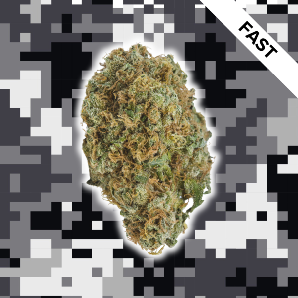 High Quality Feminized Indica Fast flowering Sweet Tooth Fast Version Cannabis Seeds Close Up