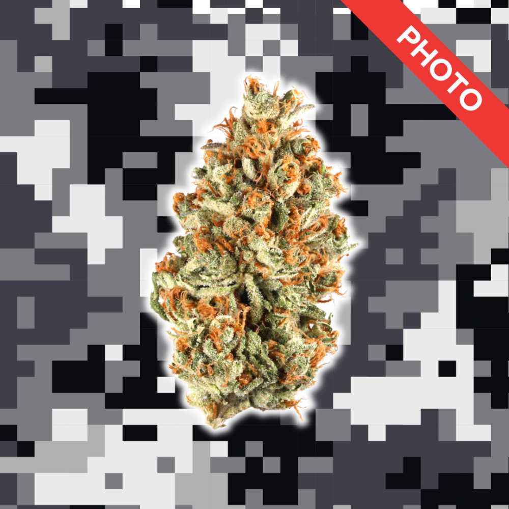 High Quality Feminized Indica Photoperiod Platinum OG Cannabis Seeds Close Up